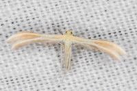 Merrifieldia malacodactyla