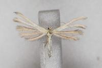 Merrifieldia malacodactyla