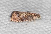 Pammene gallicolana