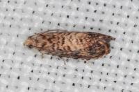 Pammene gallicolana