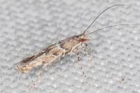 Acrocercops brongniardella