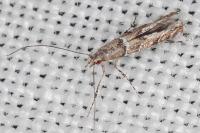 Acrocercops brongniardella
