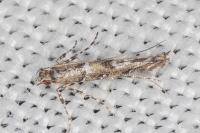 Acrocercops brongniardella