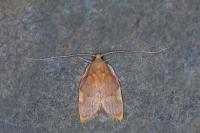 Carcina quercana