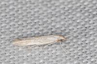 Coleophora dianthi