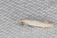 Coleophora dianthi