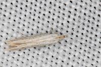 Coleophora dianthi