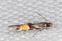 Cosmopterix crassicervicella