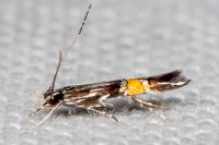 Cosmopterix crassicervicella