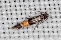 Cosmopterix crassicervicella