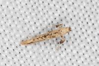 Caloptilia honoratella
