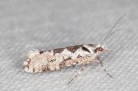 Ypsolopha sequella
