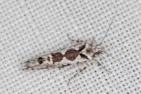Ypsolopha sequella