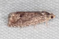 Cydia splendana