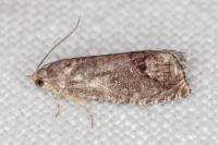 Cydia splendana