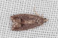 Cydia splendana