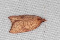 Acleris rhombana