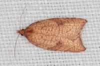 Acleris rhombana
