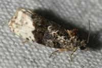 Apotomis betuletana
