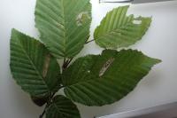 Phyllonorycter tenerella