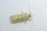 Agonopterix umbellana