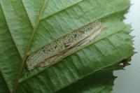 Phyllonorycter tenerella