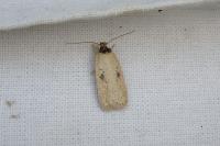 Agonopterix subpropinquella