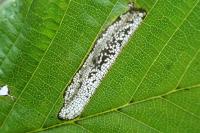 Phyllonorycter tenerella