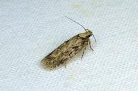 Depressaria radiosquamella