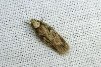 Depressaria radiosquamella