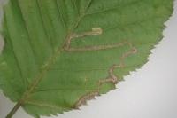 Stigmella microtheriella