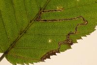 Stigmella microtheriella