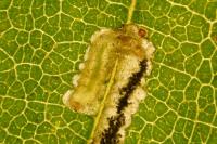 Stigmella microtheriella