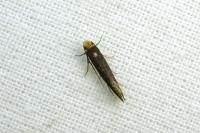 Monopis nigricantella