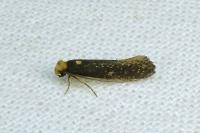 Monopis nigricantella