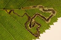 Stigmella carpinella