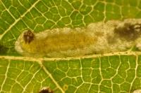 Stigmella carpinella
