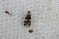 Oegoconia quadripuncta