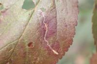 Stigmella malella