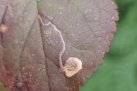 Stigmella plagicolella