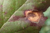 Stigmella plagicolella