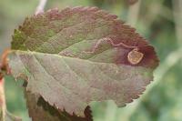 Stigmella plagicolella