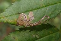 Stigmella anomalella