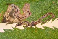 Stigmella anomalella