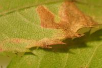 Stigmella anomalella