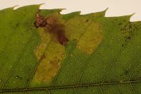 Tischeria ekebladella