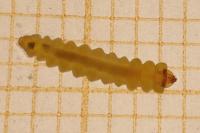 Tischeria ekebladella
