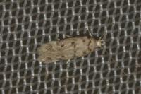 Bryotropha domestica