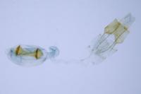 Bryotropha domestica