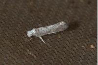 Paraswammerdamia albicapitella
